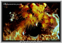 A beautiful Leptopsammia pruvoti in the Mediteranean sea. by Ferdinando Meli 